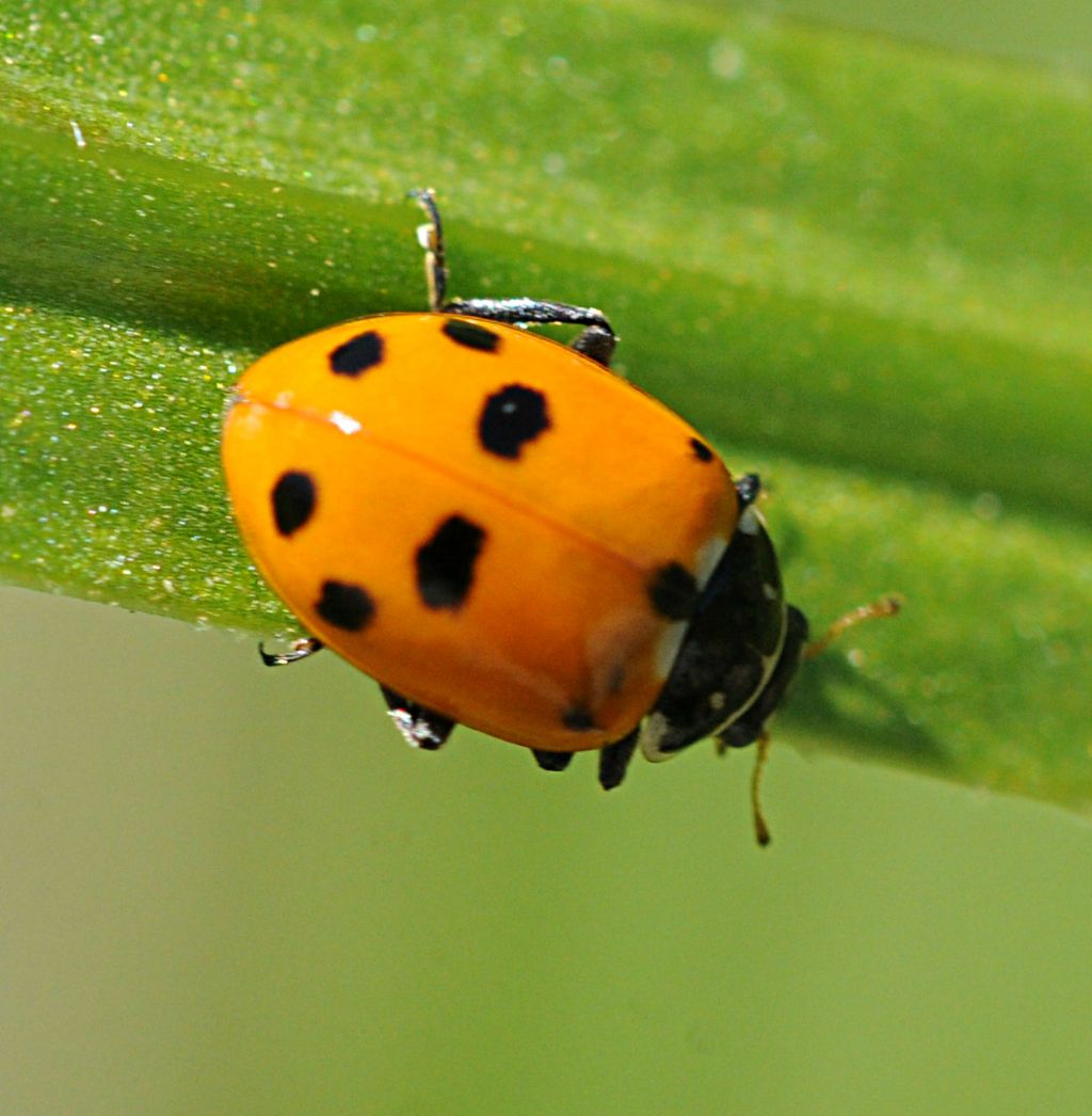 Quale Coccinella? - Hippodamia variegata